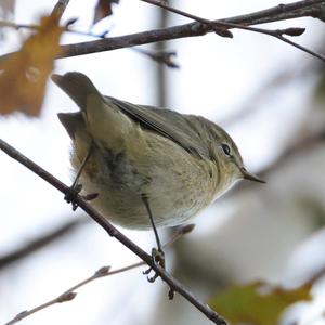 Common Chiffchaff