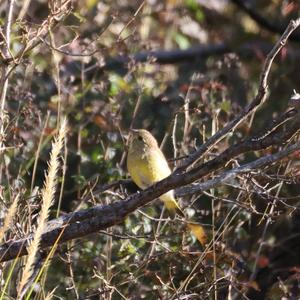 Common Chiffchaff