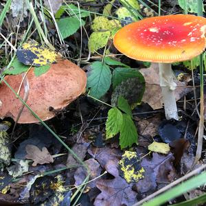 King Bolete