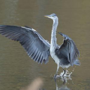 Grey Heron