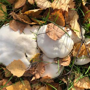 Cloudy Clitocybe