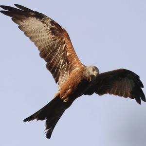 Red Kite