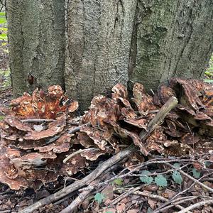 Black-staining Polypore