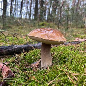 Summer Bolete