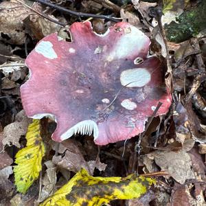 Emetic Russula