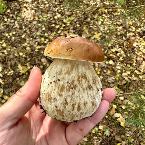 King Bolete