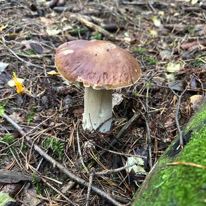 King Bolete