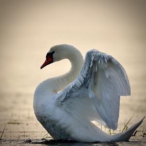 Mute Swan