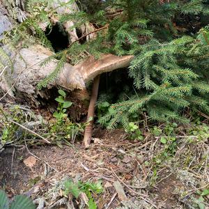 Parasol Mushroom