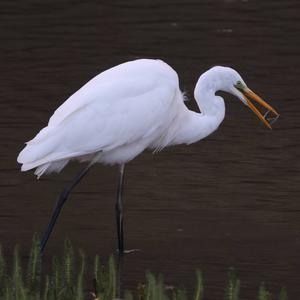 Great Egret