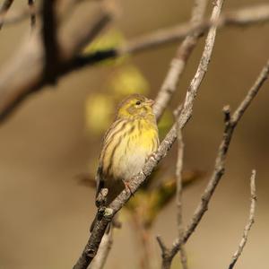 European Serin