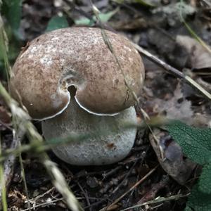 Summer Bolete