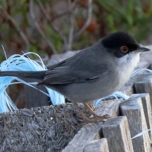 Sardinian Warbler