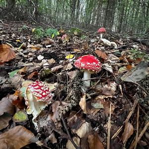 Fly Agaric