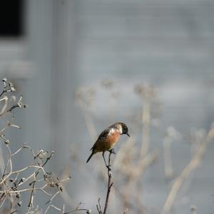 European stonechat