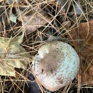 Braunscheckiger Stink-Champignon