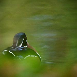 Wood Duck