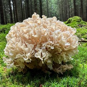 Rooting Cauliflower Mushroom