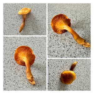 False Chanterelle