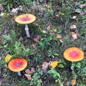 Fly Agaric