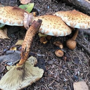 Golden Pholiota