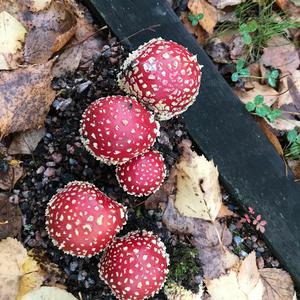 Fly Agaric