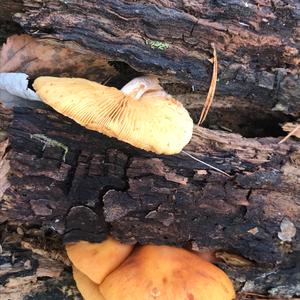 Golden False Pholiota