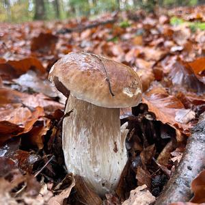 King Bolete