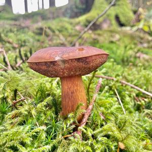 Bay Bolete