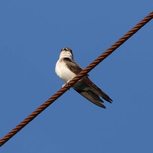 Sand Martin