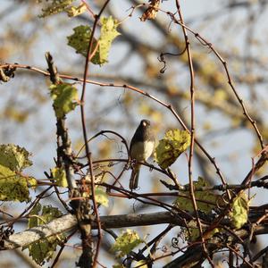 Dark-eyed Junco