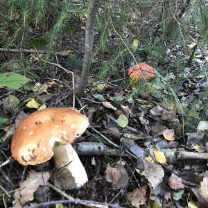 King Bolete