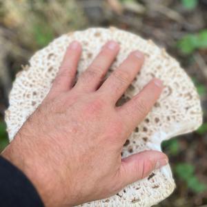 Parasol Mushroom