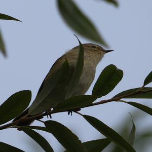 Common Chiffchaff