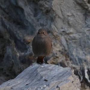 Black Redstart