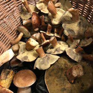 Bay Bolete