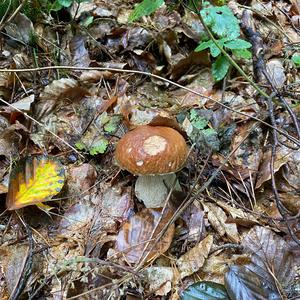 King Bolete