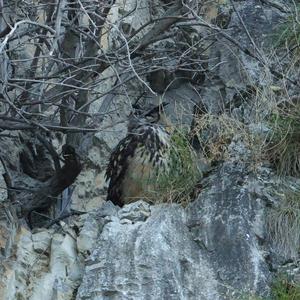 Eurasian Eagle-owl