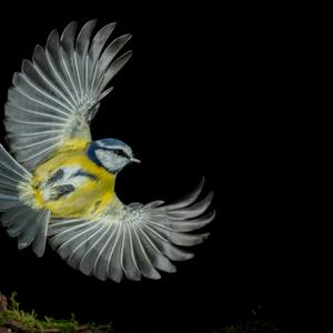 Blue Tit