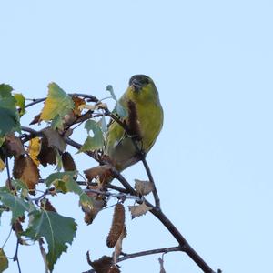 Eurasian Siskin