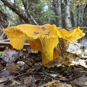 Chanterelle, Common