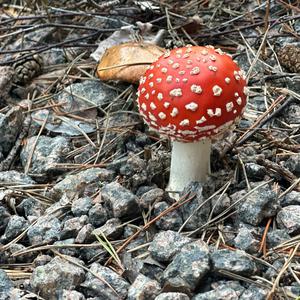 Fly Agaric