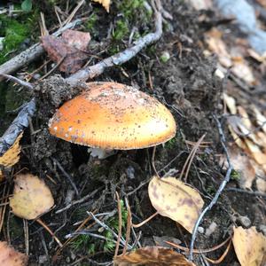 Fly Agaric