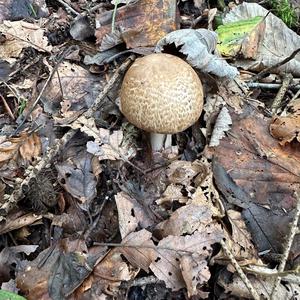 Red-staining Mushroom