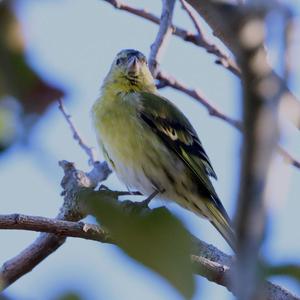 Eurasian Siskin