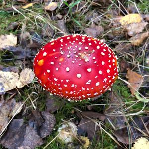 Fly Agaric