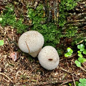 Gem-studded Puffball