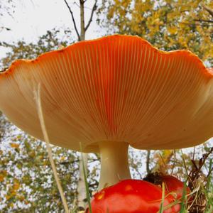 Fly Agaric