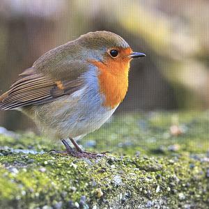 European Robin