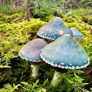 Green Stropharia